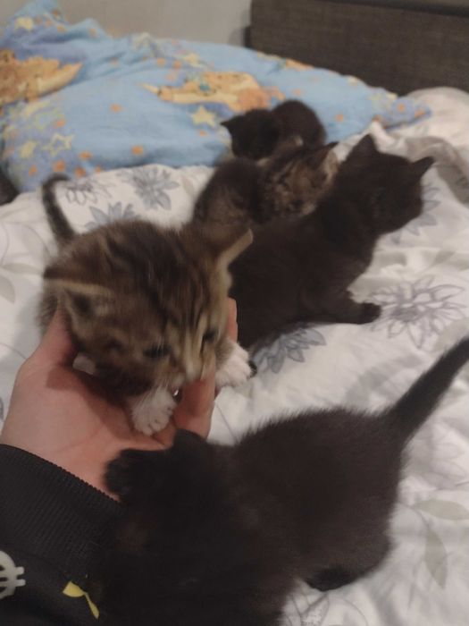 Oddam kotki w dobre ręce