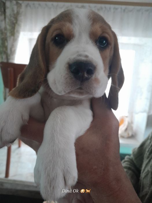 Дівчатка бігля  Недорого