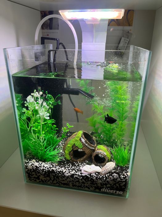 PILNIE! Gotowe akwarium 10L