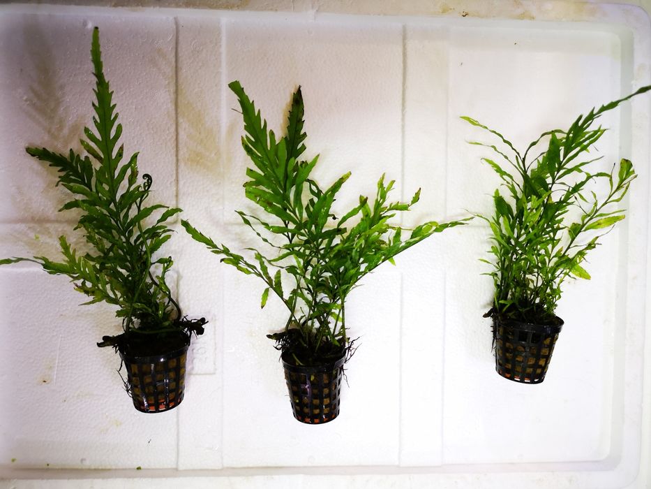 Rosliny koszyk premium sklep schangri.pl podwodny swiat kraków