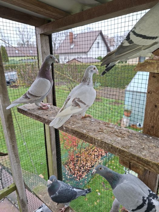 Gołebie staropolskie