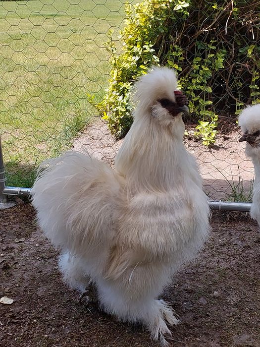 Jaja lęgowe Silki Silkie Gen Gołoszyjki Mottled Różne kolory
