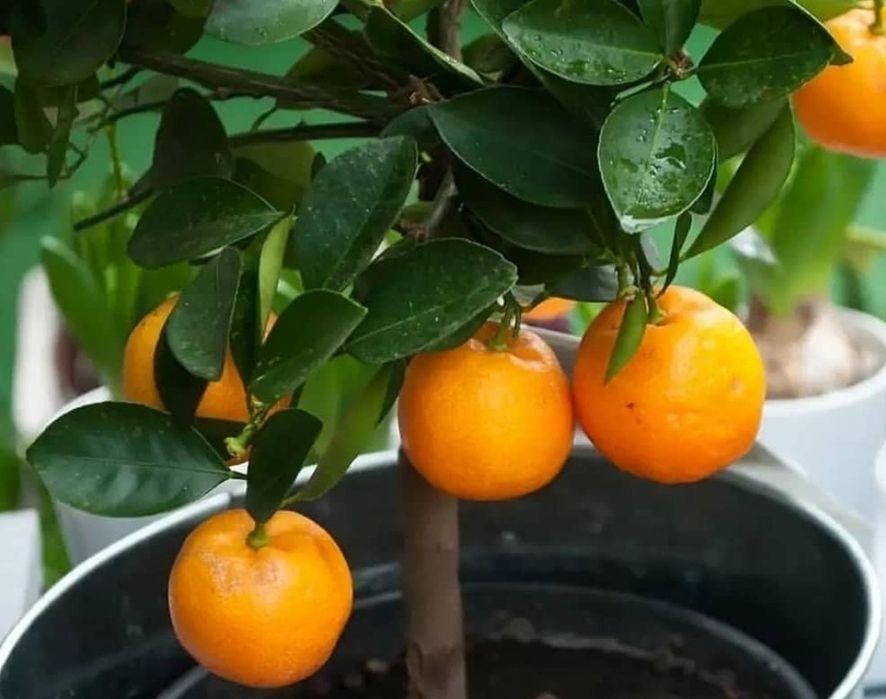 Саджанці кімнатного апельсина  | Цитрус у горщику