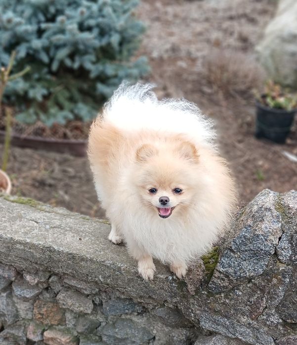 Померанський шпіц дівчинка
