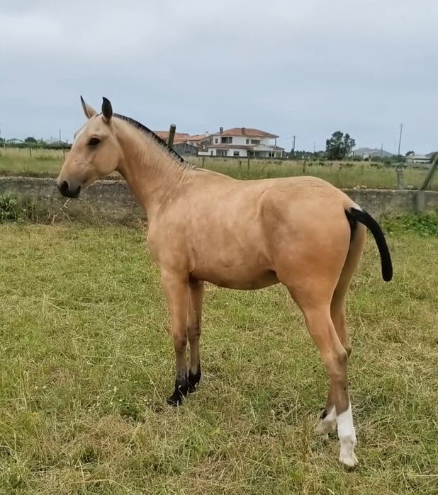Poldro 1 ano Lusitano baio