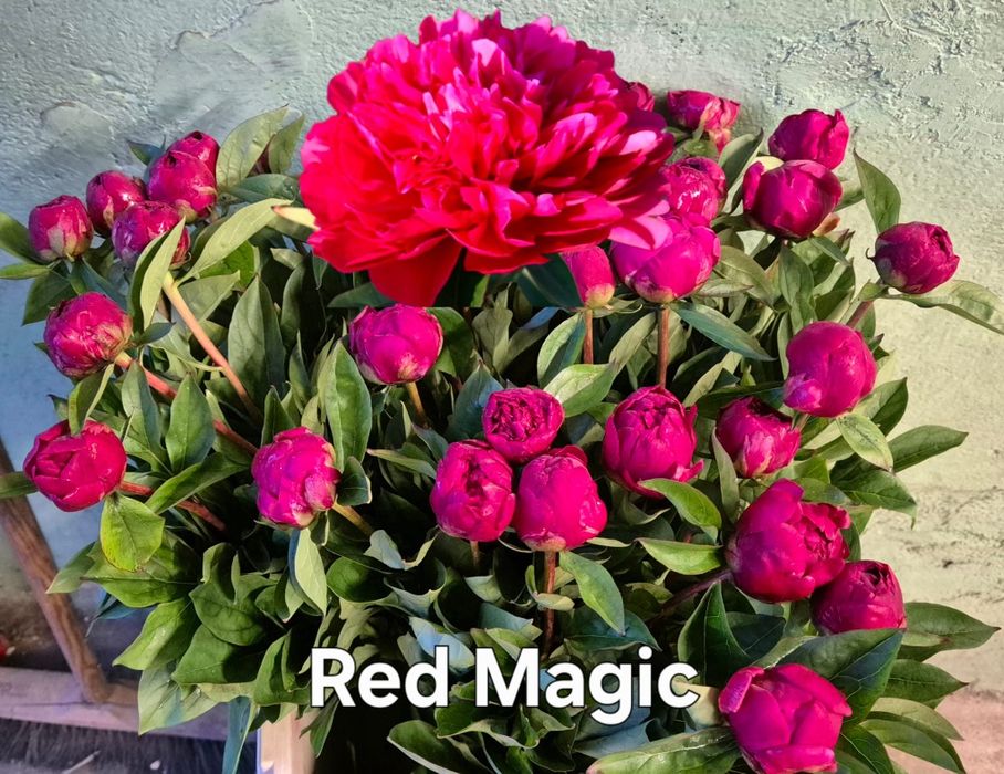 Korzenie piwoni Red Magic