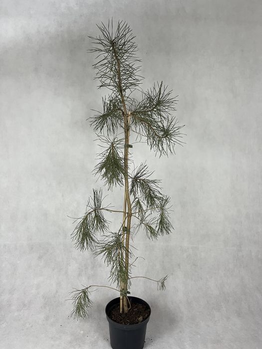 Sosna czarna 120 cm iglak wysyłka