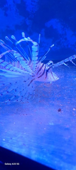 Pterois volitans black Skrzydlica