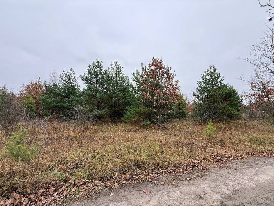 Дмитрівка. 8 сот Під Будівництво. З СОСНАМИ. Без комісії