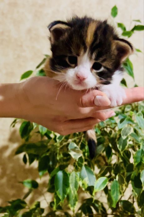 Малюки Мейн Куна. Є вибір