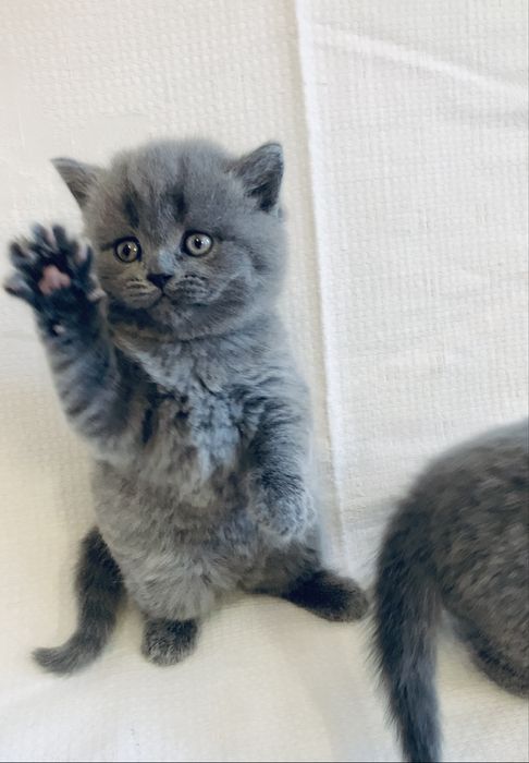 Неймовірна дівчинка страйт