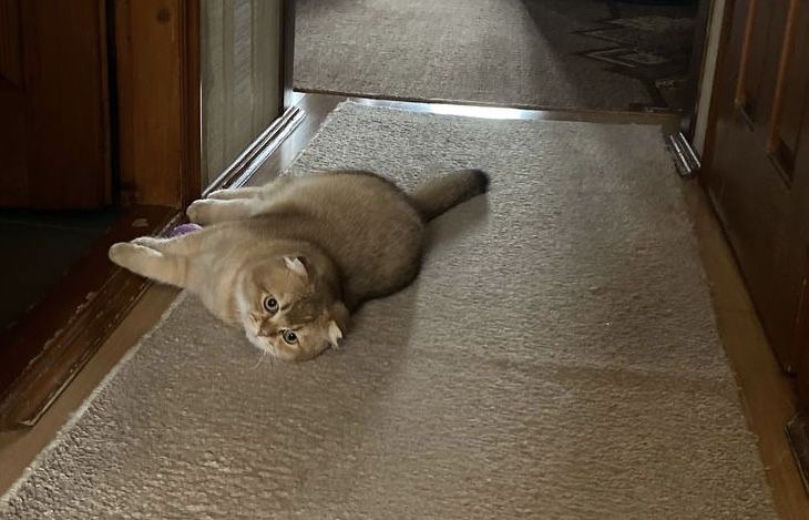 В‘язка золота шиншилла