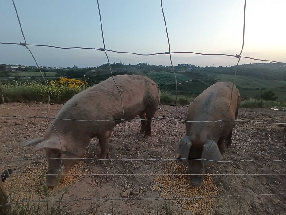 Porcos Duroc/LandRace/Malhado de Alcobaça