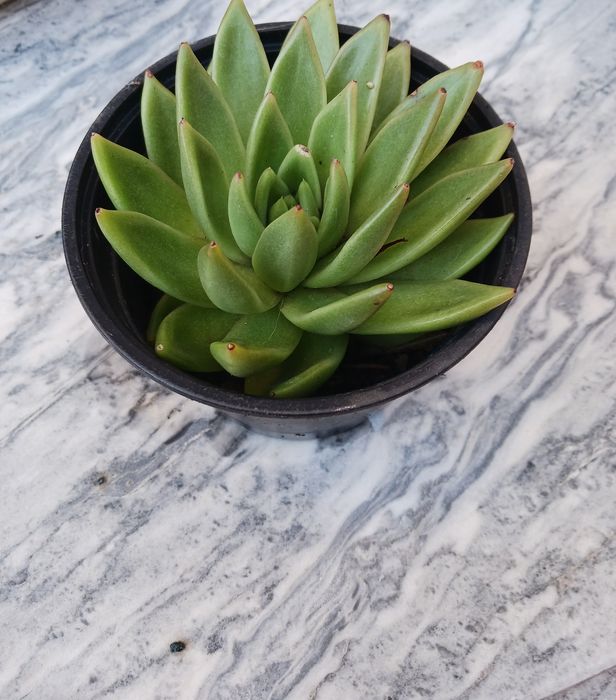 Planta suculenta- Echeveria agavoides