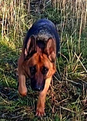 Щенки чистокровных крупных немцев.