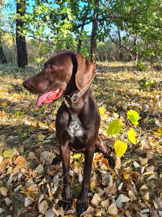 Курцхаар дівчинка чекає нареченого