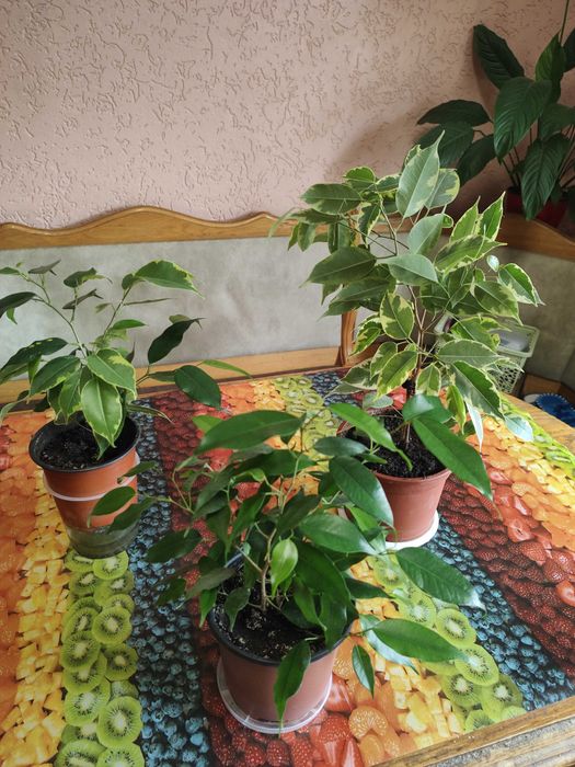 фікус кінкі-бенджаміна, висота від 40см до 60см