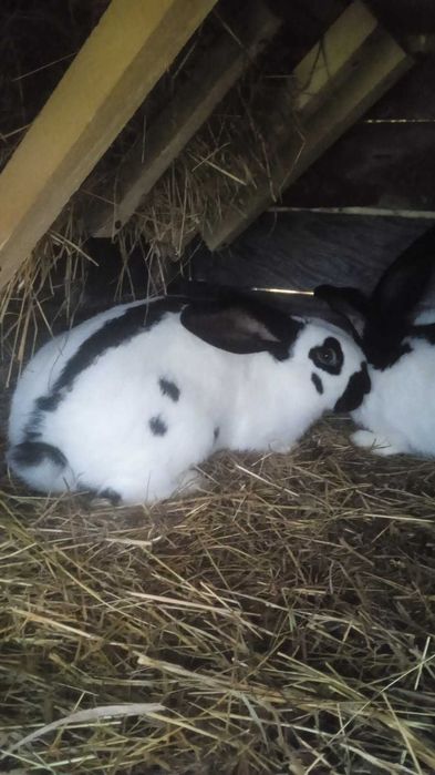 Sprzedam samca i samice