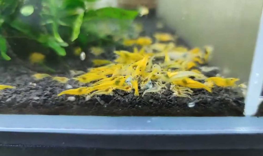 Camarão Yellow \ Neocaridina sp.