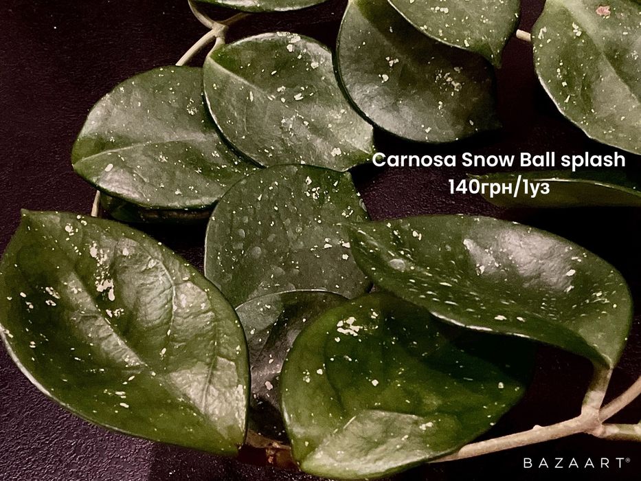 Хойя сорта срез