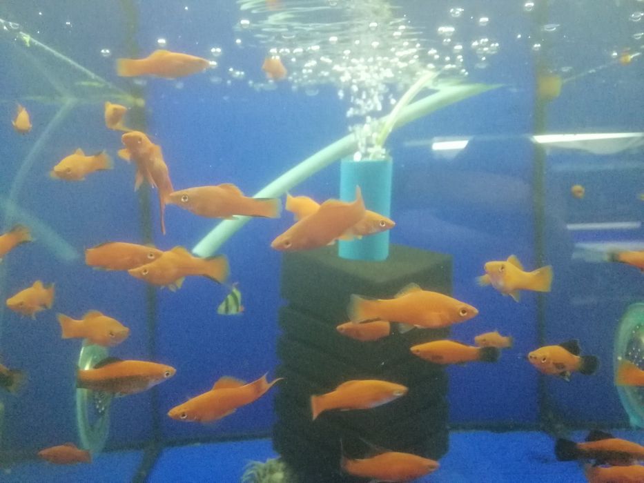 Живородящие аквариумные рыбки меченосцы, молинезии, гуппи
