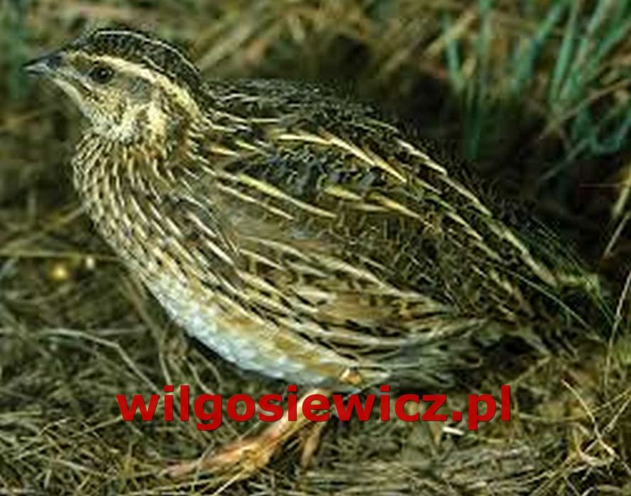 Kury nioski super nioska dowóz gratis