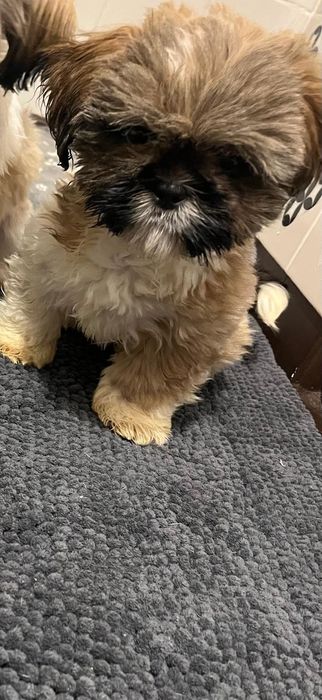 Shih tzu szczeniak