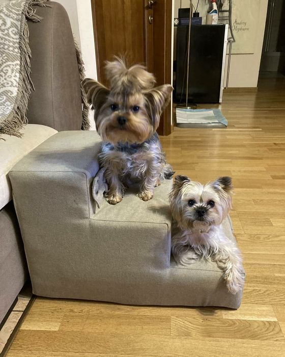 Пудровая лесенка для собак