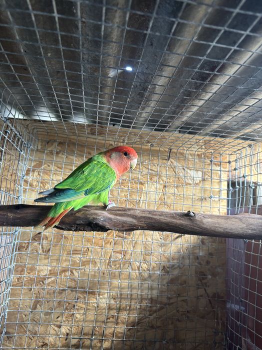 Roseicollis macho Longfeather 2024