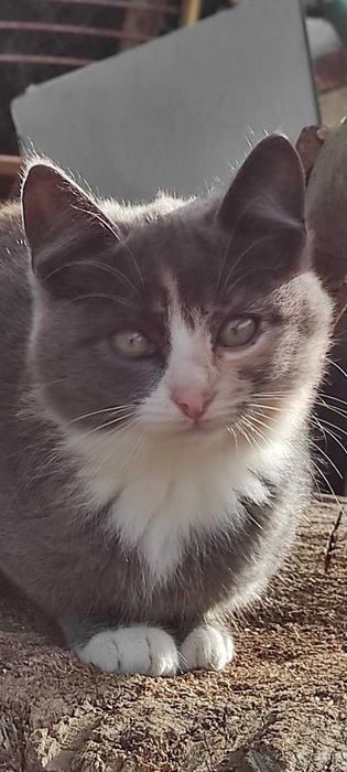 Віддам кицюню в лагідні руки дбайливого господаря