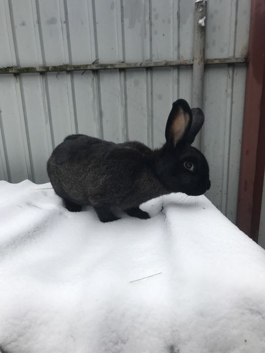 Продам кроликів.