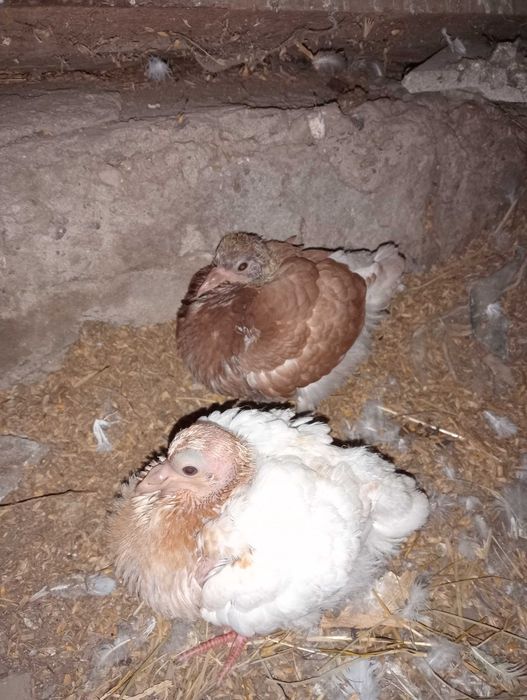 Gołębie pocztowe i Kingi