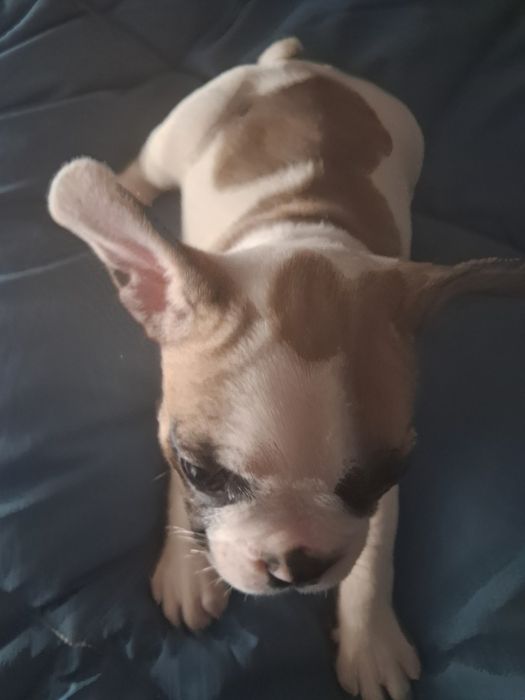 Bulldog frances fêmea