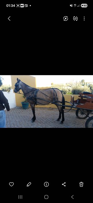 Charrete em bom estado