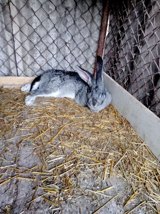 Самці і кітні самки Шиншила