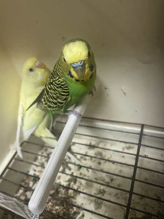 Casal de periquitos