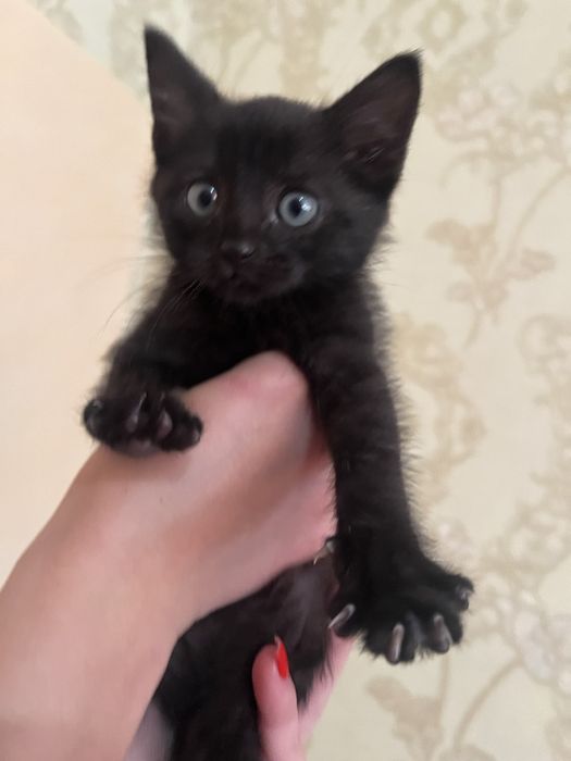Котики в добрі руки мама висловуха