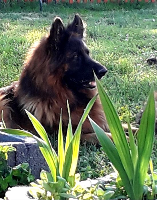 Owczarek niemiecki długowłosy POTĘGA