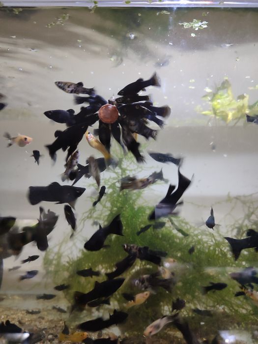 Molinezja księżycowa