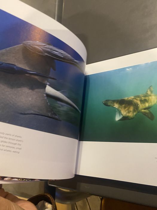 National Geographic — SHARK | Brian Skerry edição de capa dura (NOVO)