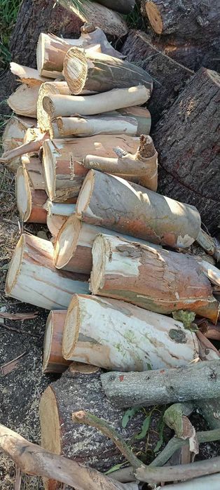 Selling Various Eucalyptus Tree Trunks428055224481239045