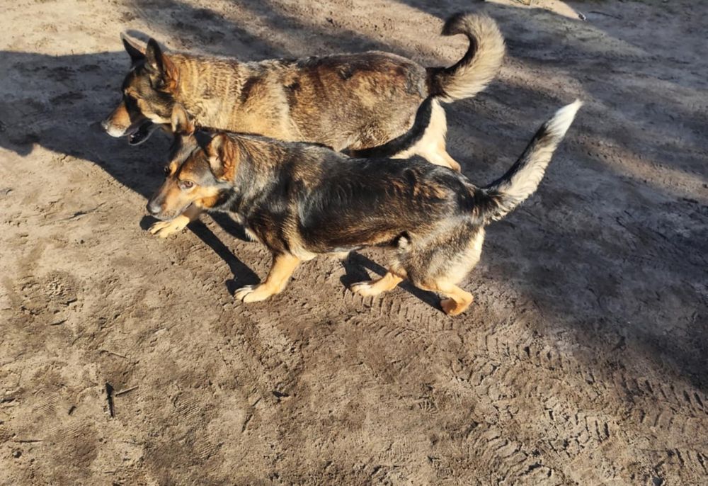 Suczka mieszana- owczarek niemiecki