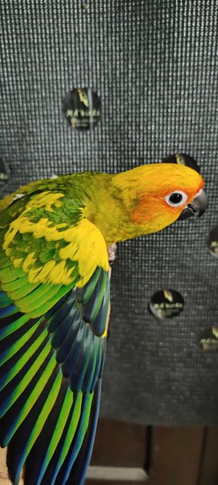 Aratinga Sol Pet 2026