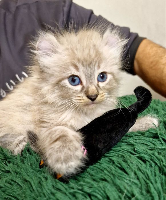 Curl American kocurek pręgowany z chabrowymi oczkami