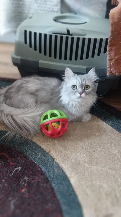 Шотландка  довгошерста , хлопчик 1 рік і 4 місяці