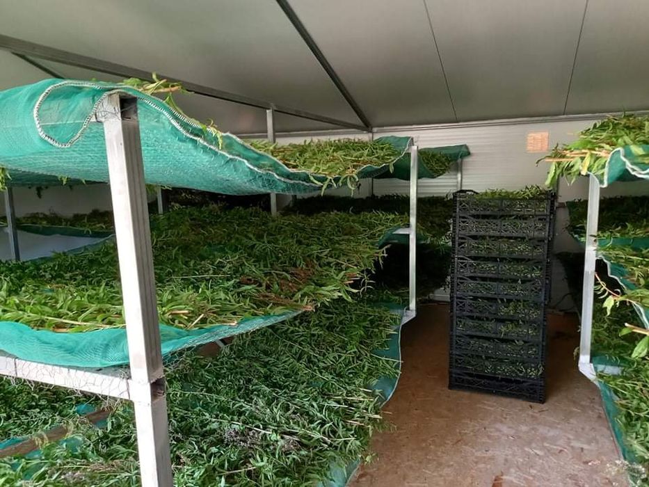 Lúcia-Lima Biológica