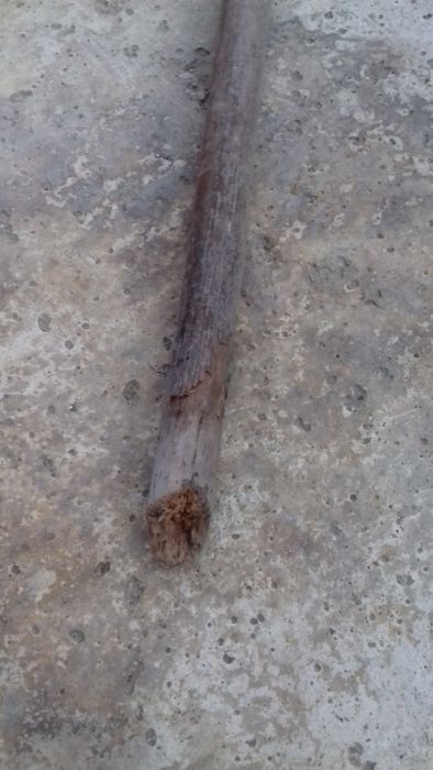 Cep zabytkowy, antyk