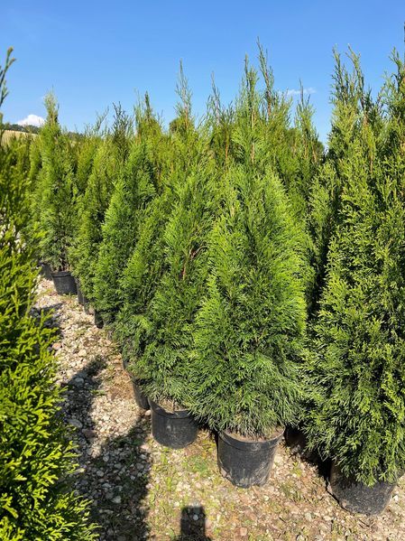 Tuja Szmaragd 110-130 cm Cena 32 zł