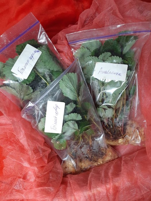 біла Полуниця самоплідна Білосніжка белая клубника сажанци саджанці