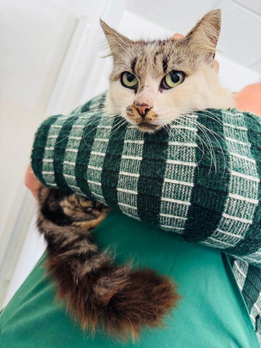 Gatinha de cerca de 2 anos